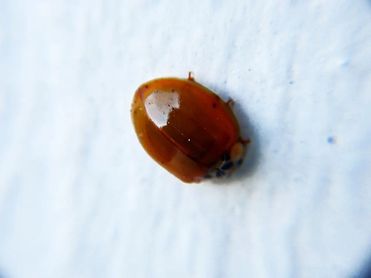 Malicious software vulnerability in Google Chrome allows hackers to run unauthorized programs on...