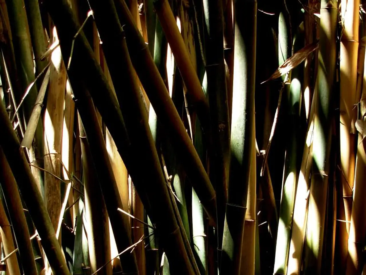 Bamboo Broaden South African Investment Scope, Offering Wider US Stock Accessibility