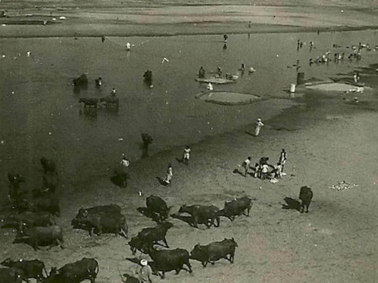 In this image I can see number of animals and number of people over here. I can also see this image...