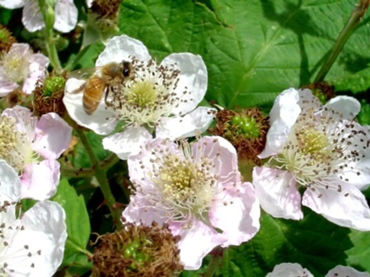 In this picture we can see an insect, flowers, leaves, stems and a few things.