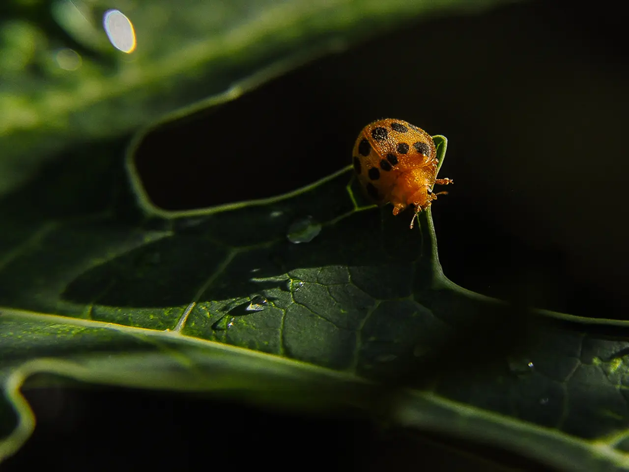 In this image we can see a bug on the leaf.
