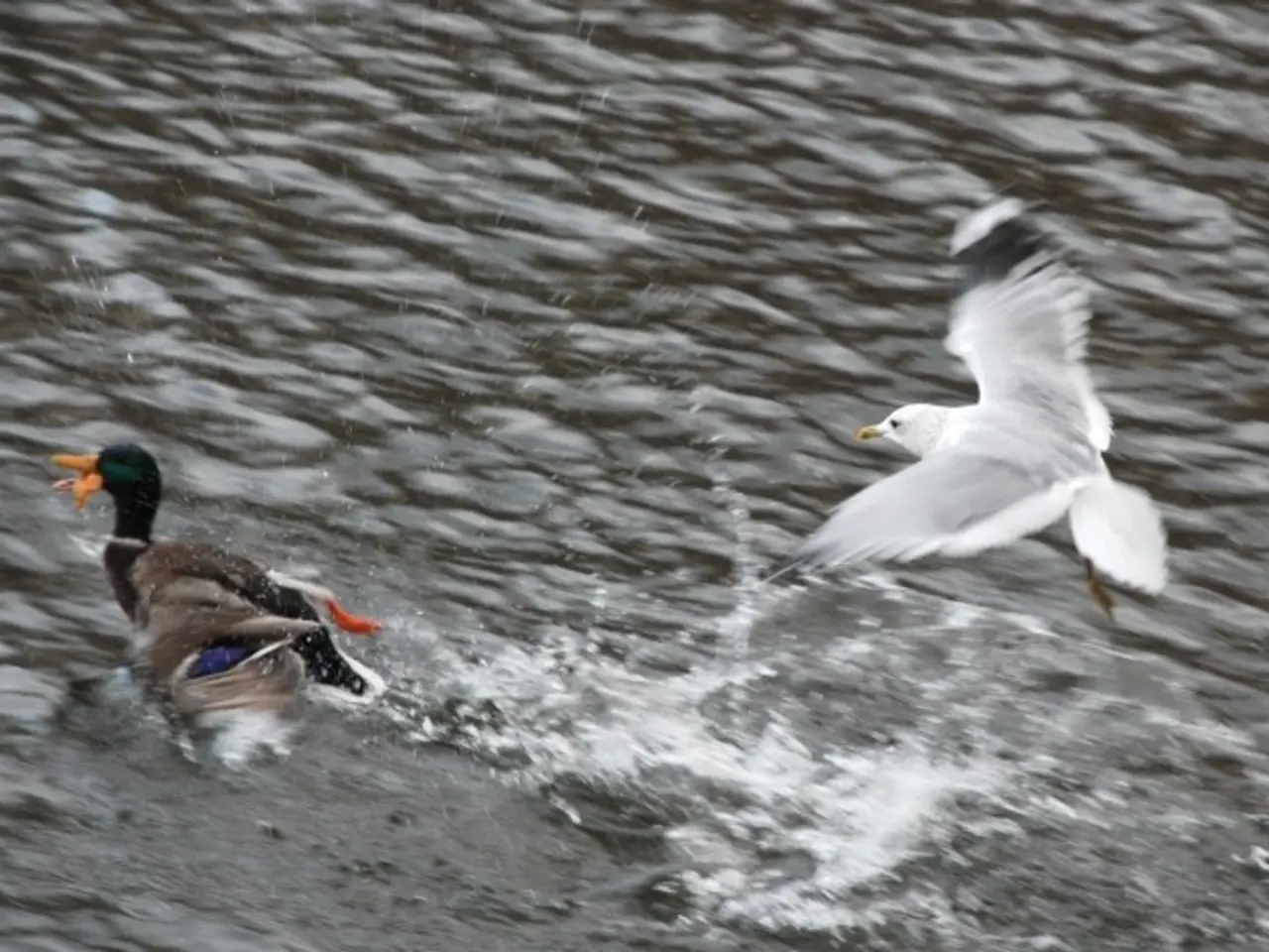 In this image there is a duck swimming on the water. To the right there is an eagle flying in the...