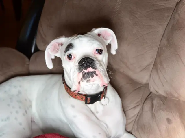 Methods for Maintaining Canine Dental Hygiene: Insights from a Veterinarian (8 Essential Tips)