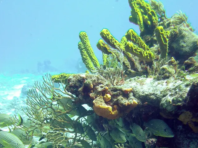 Underwater Backscattering Event Uncovered