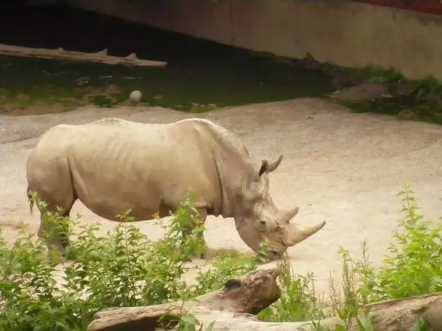 Discovered Remains of a 24-Million-Year-Old Rhino Yield Fresh Insights into Animals' Developmental...