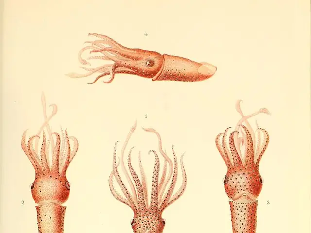 The Octopus and the Artistic Encounter: Unraveling Creative Pursuits of Cephalopods