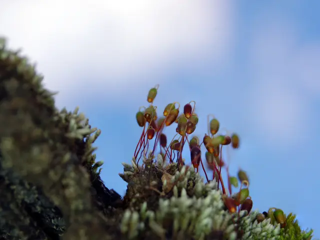 Comparing Vaonis Hestia and Vaonis Vespera II: Choosing the Right Stargazing Companion for You