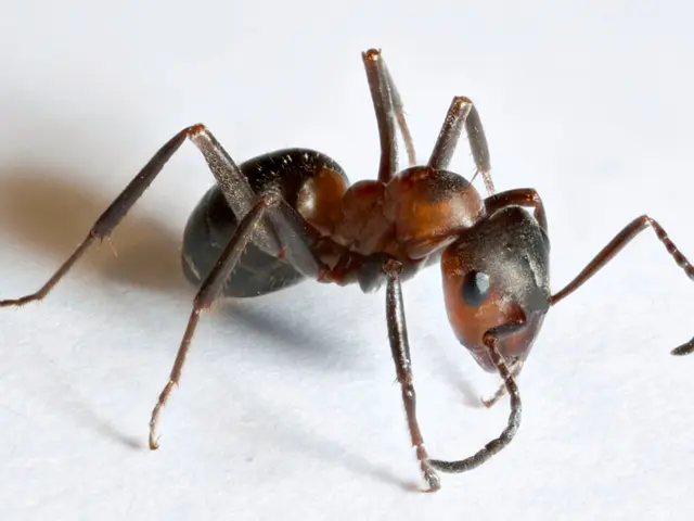 Ant International and Ant Group plan to launch stablecoins