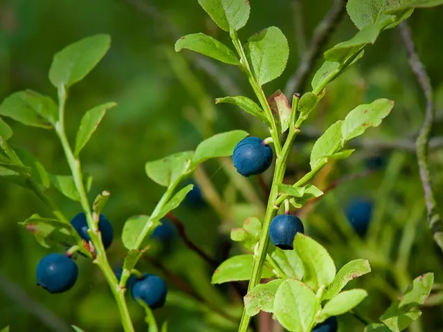 Wildberries shipments may be delivered to the United States Postal Service.