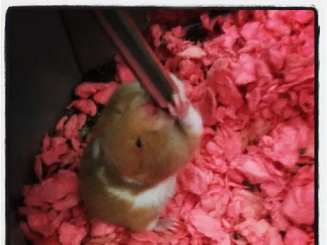 FBI Confiscates Prominent Hacking Platform