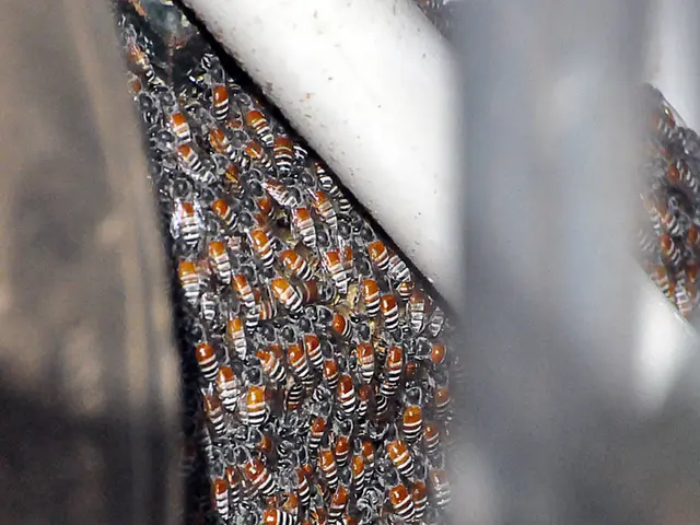 The second edition of the online magazine "No Bees, No Life" has been made available for reading