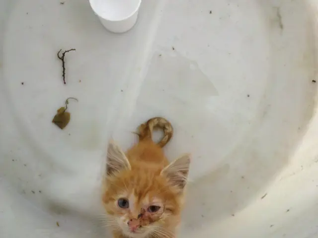 Homeowners Face Significant Financial Hurdles in Expansion of Boiler Upgrade Program, According to...