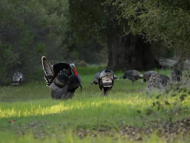 Clashing Turkish Mythology and History in HBO Max's 'The First Göktürk'