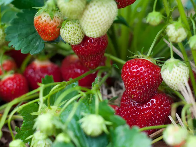 Harvesting TPS on the Farm: Enhancing Communities through Strawberries and Tomatoes