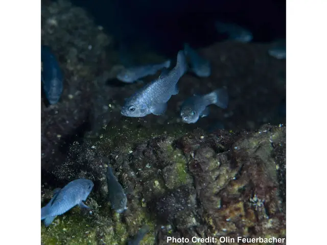 Underwater Conversations: It turns out that fish aren't just swimming around silently; they...