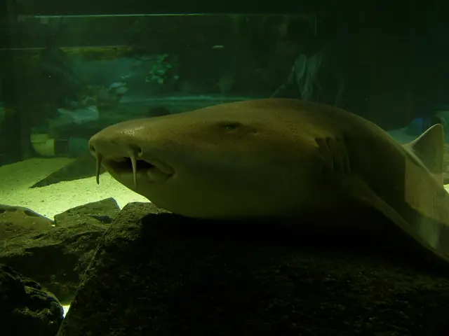 Guidance on Achieving Fluidity in Processes by AskBRS