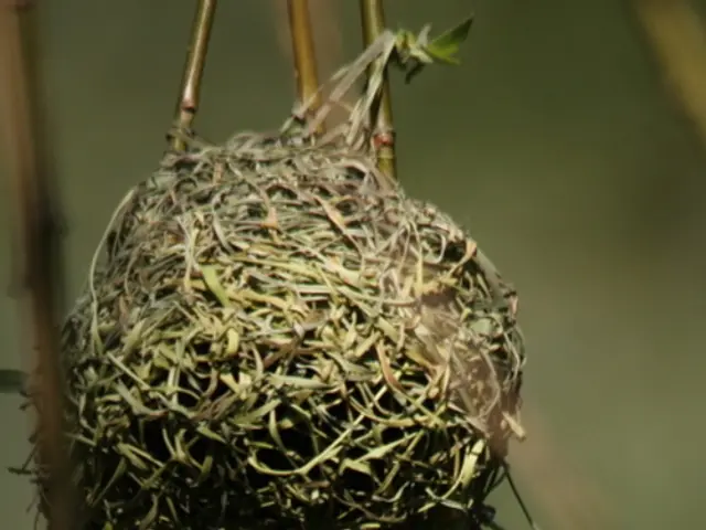 Ghana Invites Entrepreneurs: Requires Courage, Clarity, and a Futuristic Perspective - Amma...