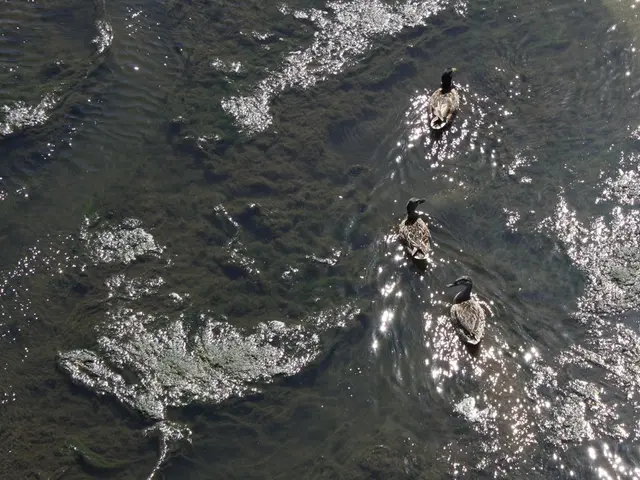 Looking for a break from AI imprecision? DuckDuckGo may offer a solution