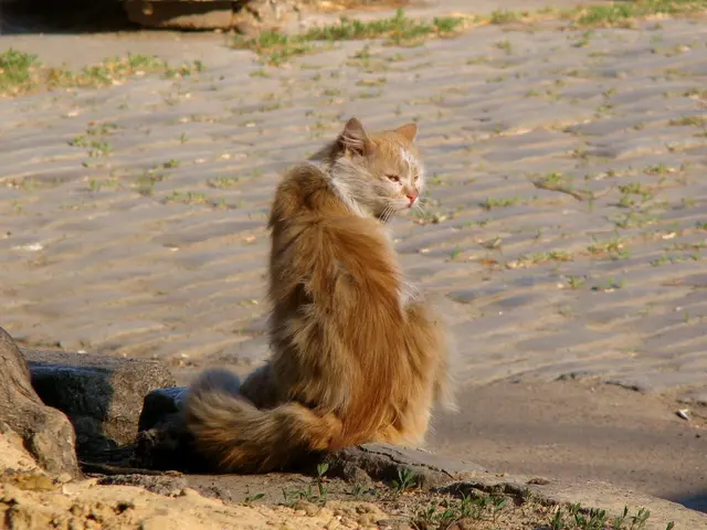 TerraPay's progression towards expansion