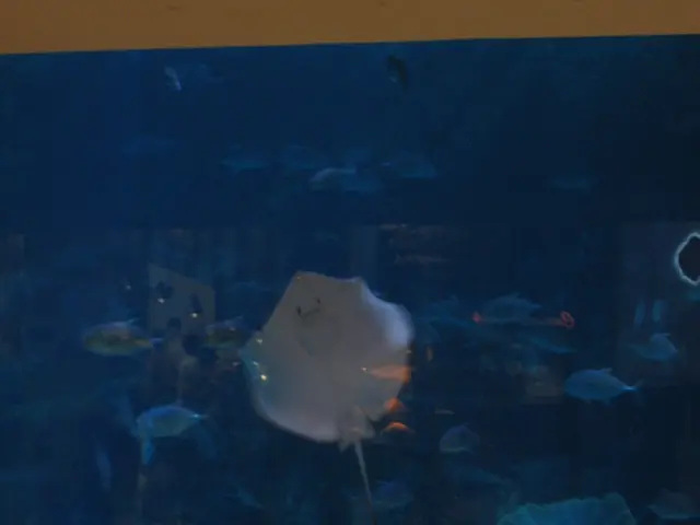 High-End Aquarium Skimmer, Ultra Reef Borei, Offers Premier Performance without Financial Overreach