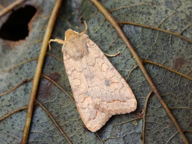 Indian firm Insecticides Limited teams up with Corteva Agriscience to introduce "SPARCLE" - an...