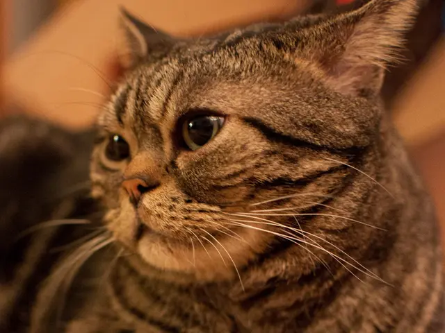Thousand Female Cat Names: Ranging from Celebrity Choices to Fictional Icons
