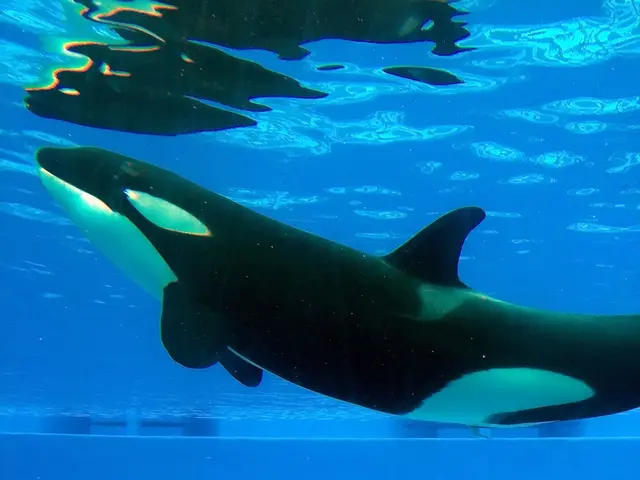 Whale activity boosts ASTER token prices significantly following its release