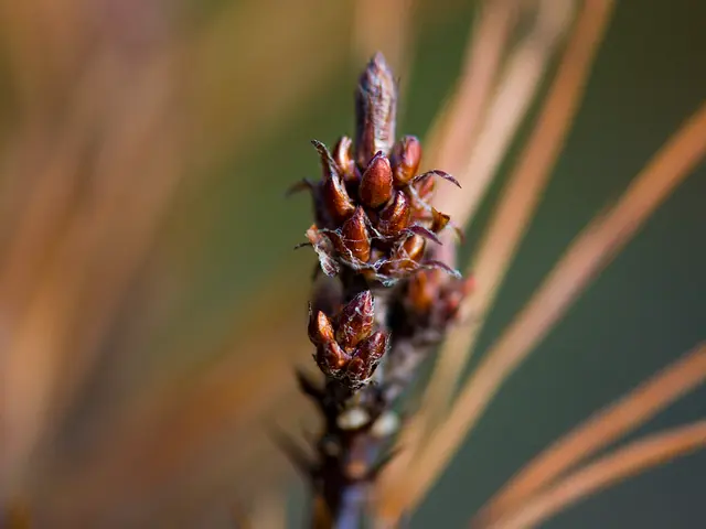 This is the bud of a plant. The background is blurred.