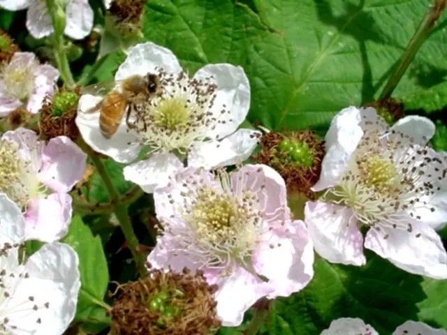 In this picture we can see an insect, flowers, leaves, stems and a few things.