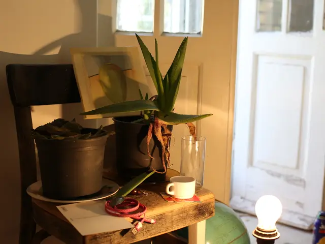 In this image there are flower pots, glasses, cups and some other objects on the chair, beside the...