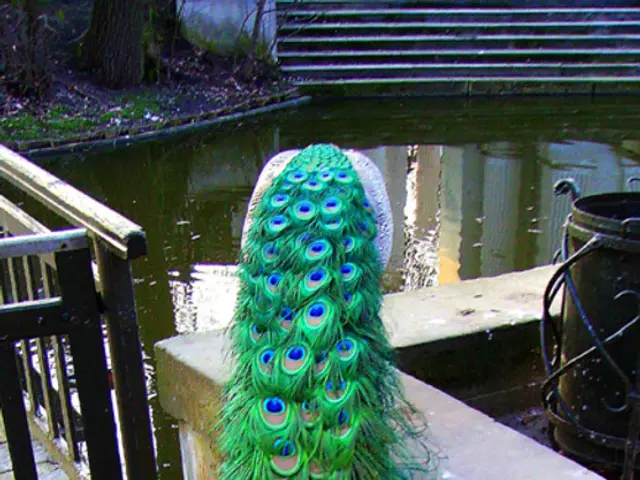 In this picture we can see peacock quail in the front, in the background there are some stairs, we...