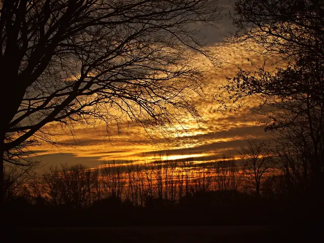 This picture shows trees and a cloudy sky and we see sun light.