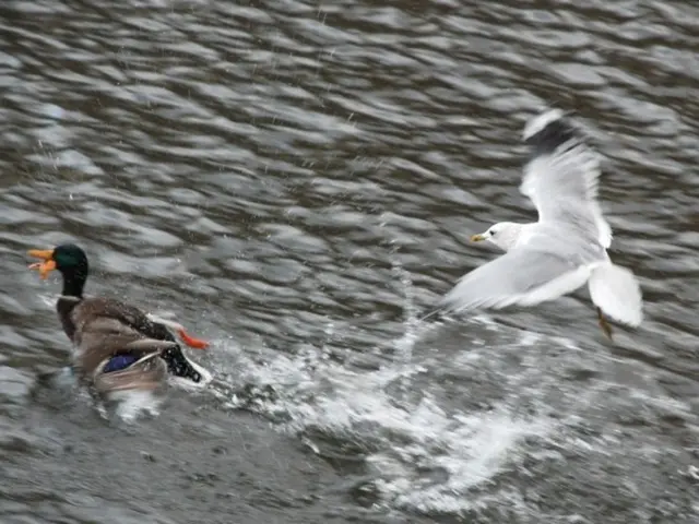 In this image there is a duck swimming on the water. To the right there is an eagle flying in the...